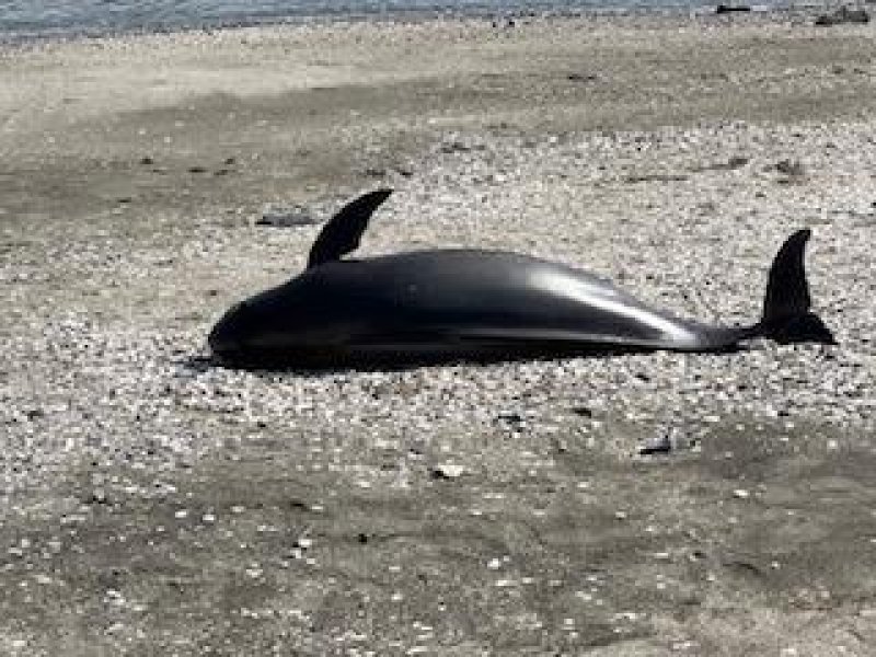 検見川の浜に打ち上げられたスナメリとみられるもの＝3日午後4時40分ごろ、千葉市美浜区（読者提供）