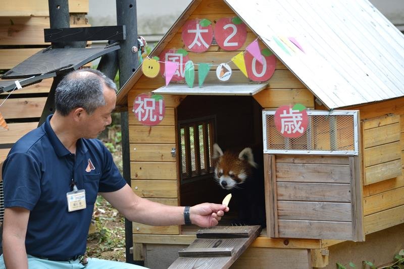 風太２０歳でお誕生会　好物で作ったケーキ贈呈、ファン４００人も祝福　立ち姿でブーム　千葉市動物公園