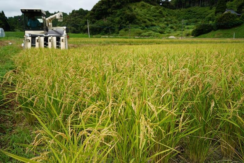 稲穂が黄金色になり、収穫が始まったいすみ市の田んぼ＝２０日