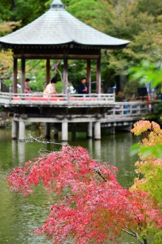 木々の葉が色づき始め、１１日から紅葉まつりが始まって和楽器の演奏が広がった成田山公園＝同日、成田市
