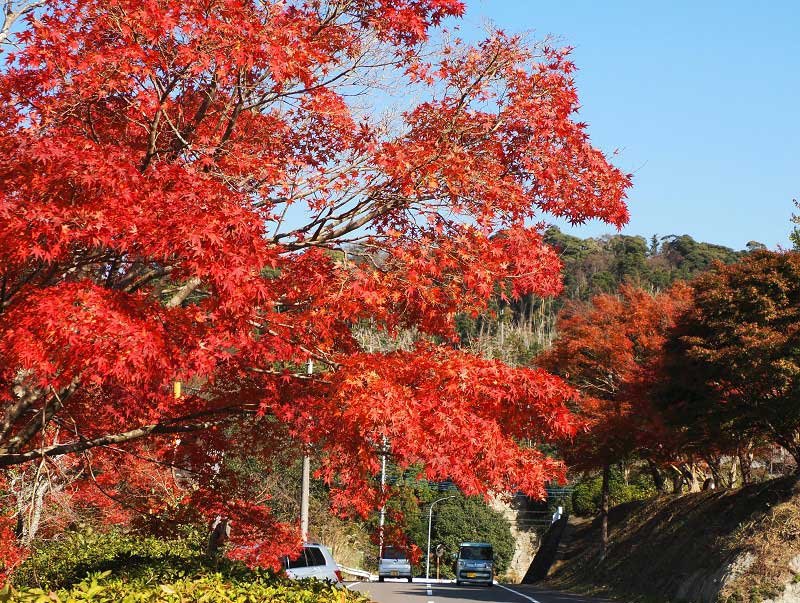 鮮やかな紅葉に彩られた「もみじロード」＝２４日、富津市
