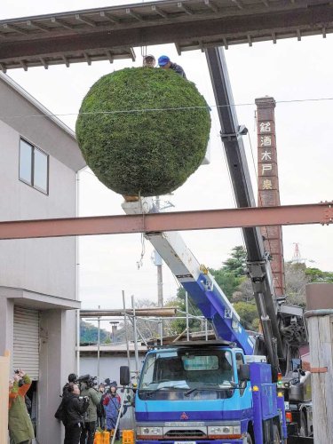 クレーン車でつり下げられる巨大な酒林＝いすみ市の木戸泉酒造