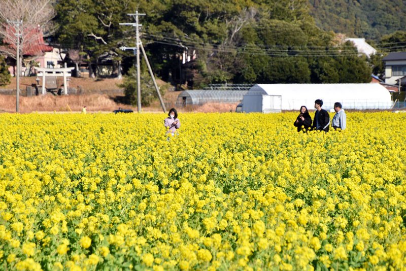 敷地いっぱいに咲き誇る菜の花を楽しめる「菜な畑ロード」＝鴨川市