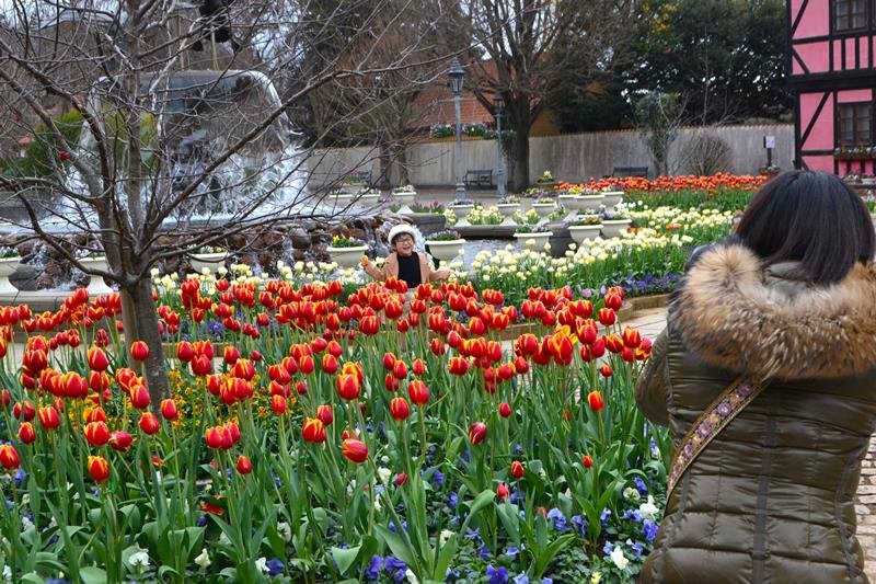 赤白黄色、真冬に咲いた！　チューリップ２０種４万株が見頃　ふなばしアンデルセン公園