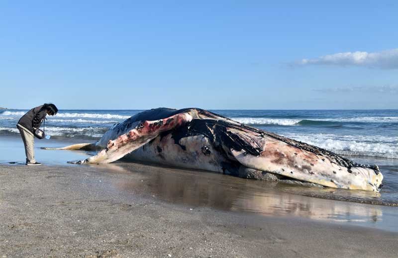 海岸に打ち上がったクジラ＝１７日、南房総市