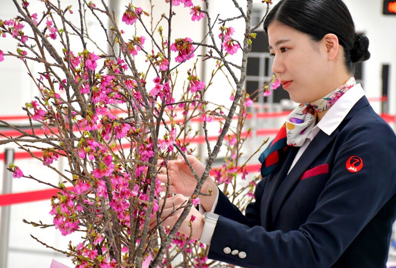 成田空港に色鮮やかなピンク色の琉球寒緋桜が空輸で届き、カウンター前に飾る地上係員＝成田市