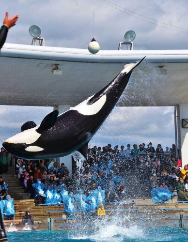 大迫力のシャチのパフォーマンス＝鴨川市の鴨川シーワールド