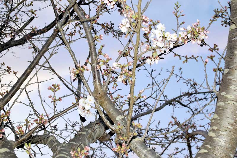 【速報】千葉県で桜開花　昨年より１０日遅く　銚子気象台、満開には１週間から１０日