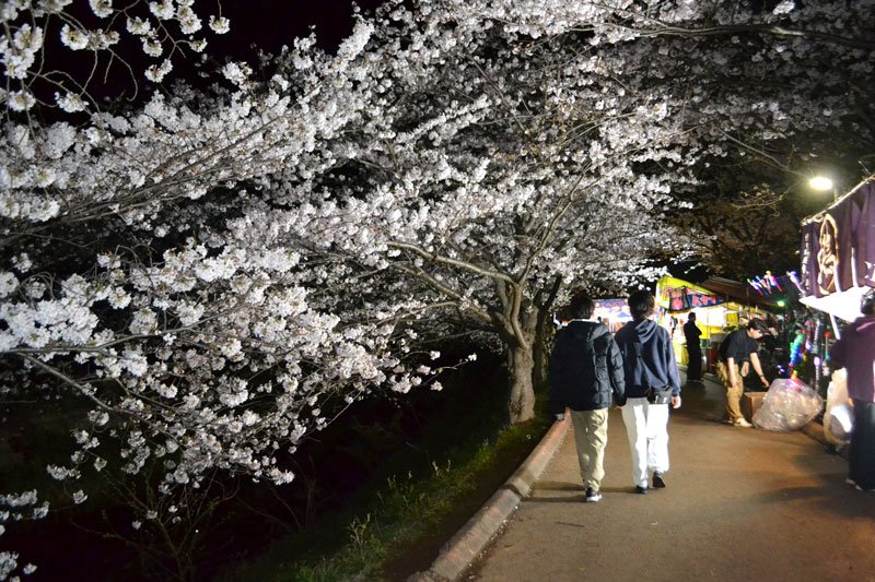 「春の嵐」耐え、桜の見頃続く　船橋・海老川沿いの並木道
