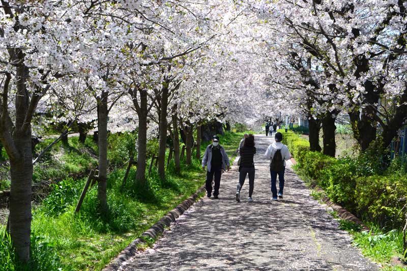 海老川沿いで、風雨に耐えて咲き誇る桜の並木。落ちた花びらが路上を彩り、散歩を楽しむ人々＝１０日、船橋市