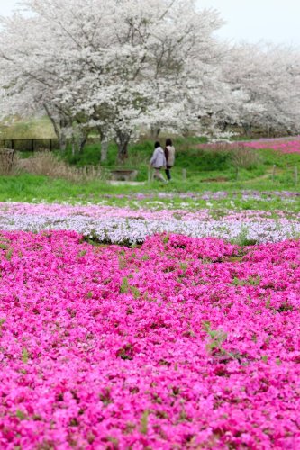 富田さとにわ耕園で見頃を迎えたシバザクラ。今年は桜も咲き残り、華麗な共演を楽しめる＝１２日午後、千葉市若葉区
