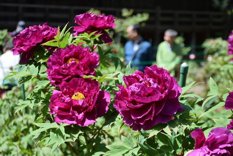 見頃を迎えたボタン園で色鮮やかに咲く花＝１９日、匝瑳市
