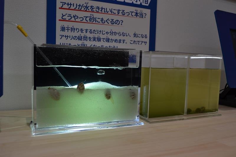 掘って！学んで！　三番瀬に潮干狩りシーズン　船橋　環境学習館ではアサリ特集展