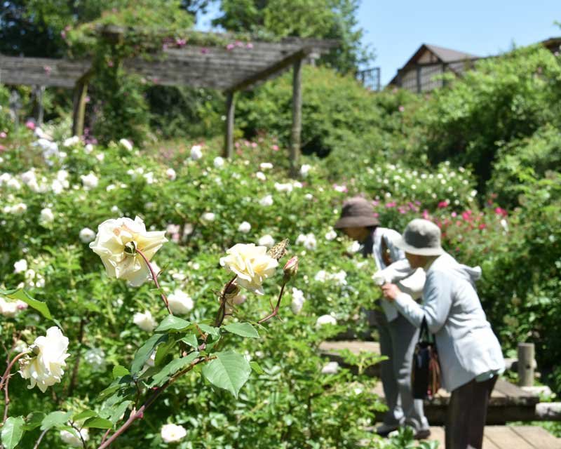見頃を迎えた佐倉草ぶえの丘のバラ園＝１０日、佐倉市飯野