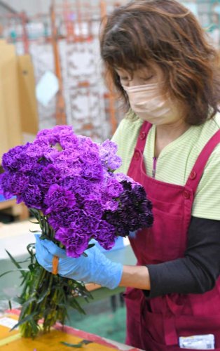 「青い」カーネーション、出荷ピーク　母の日に向け５０万本全国へ　成田空港近くの芝山で作業　「永遠の幸せ」象徴