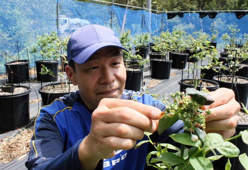 手作りの農園でブルーベリーを栽培する石井さん＝印西市
