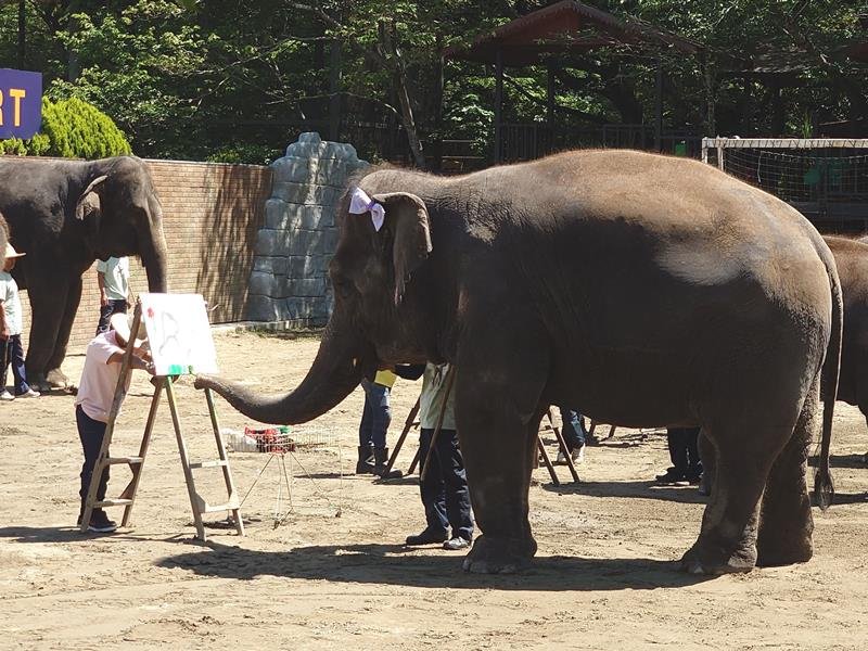 史上最年長！ゆめ花１７歳　市原ぞうの国で誕生日会　ＧＷ後半初日、大勢の来園者お祝い