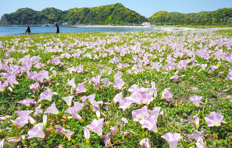 立夏に砂浜を彩るハマヒルガオ＝５日、勝浦市の興津海岸
