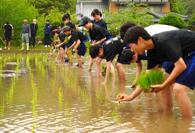 田植えをする勝浦中２年生たち＝勝浦市