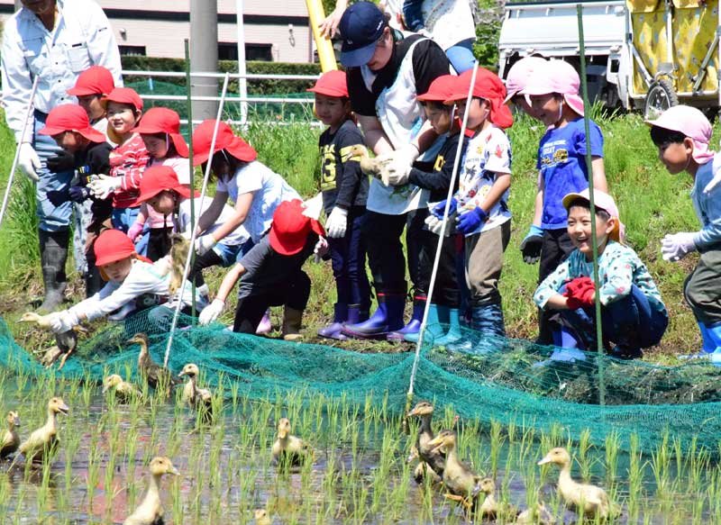 水田にアイガモを放ち笑顔を見せる園児たち＝１０日、長生村