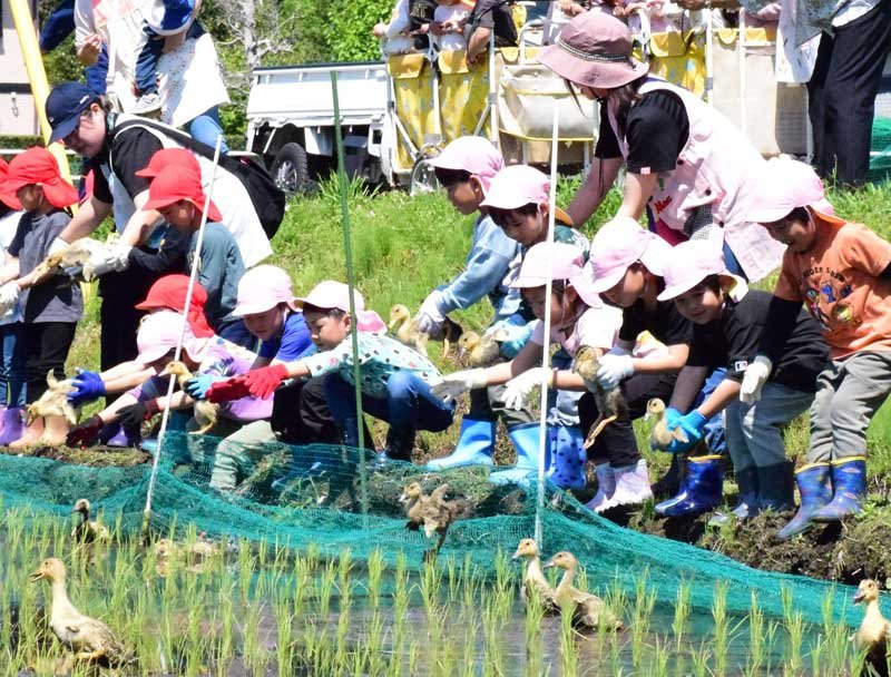 給食のお米、アイガモが守る　園児２５人放鳥、働き学ぶ　長生村