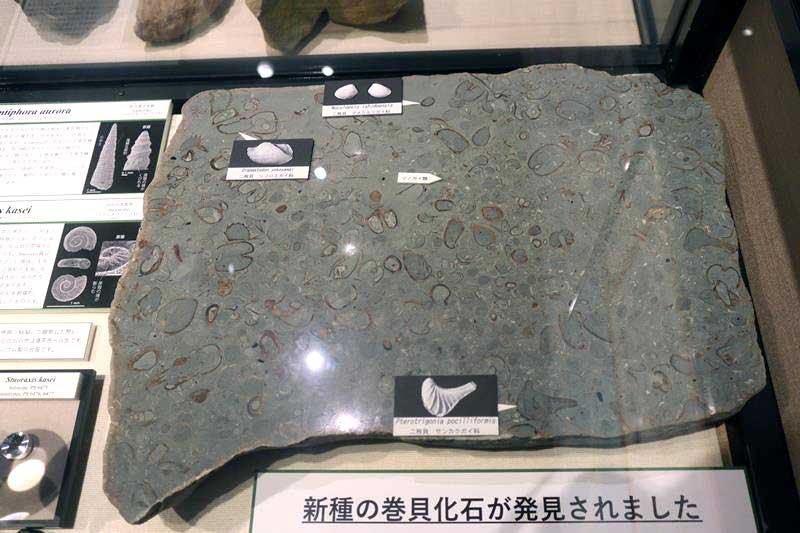 耳石化石が発見された銚子層群君ケ浜層の岩石＝千葉市中央区の県立中央博物館