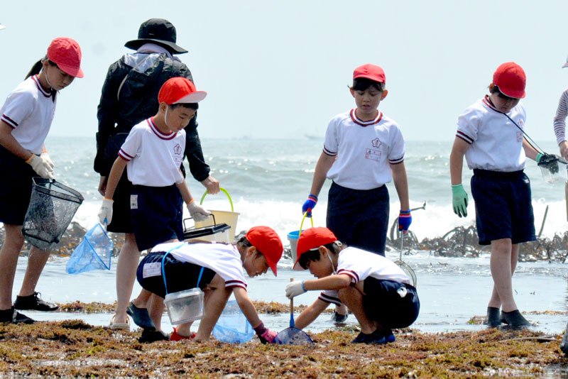学校近くの海岸で海の生物を探す浪花小の児童たち＝いすみ市