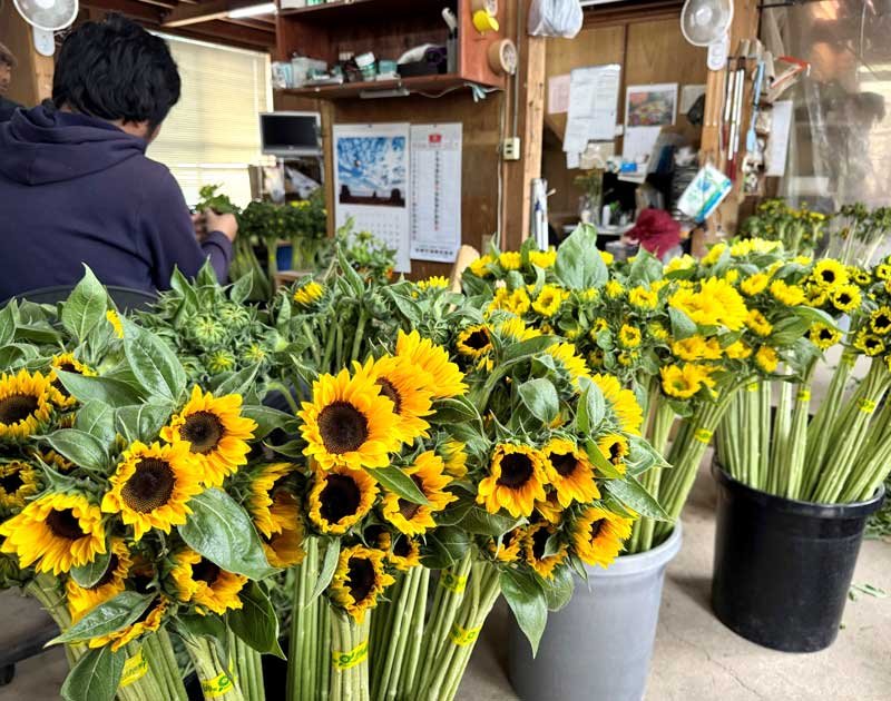 ヒマワリ眺めて笑顔に　「父の日」向け最盛期　館山・西岬地区
