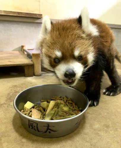 ５日に誕生日を迎える風太（千葉市動物公園提供）