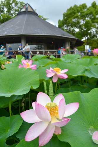 大賀ハス　千葉市千葉公園