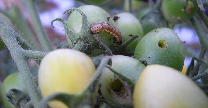 ガの幼虫大量発生　千葉県が注意報、野菜の被害懸念