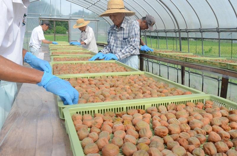 ビニールハウス内で天日干しされる梅の実＝２７日、横芝光町
