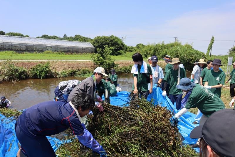 ナガエツルノゲイトウの駆除に取り組む参加者ら＝８月５日、佐倉市
