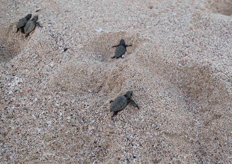 子ガメ、力強く大海原へ　鴨川シーワールド保護の卵ふ化