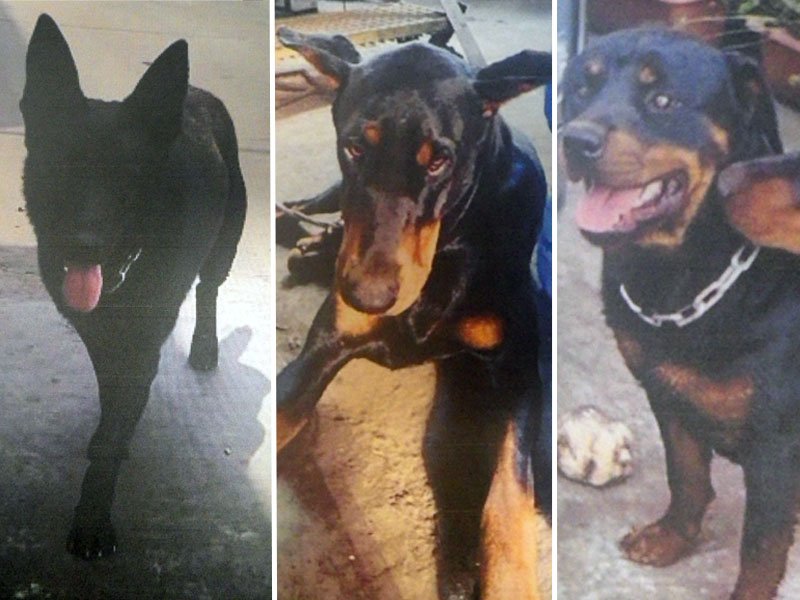 一時逃走した大型犬３頭（千葉県警提供）