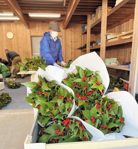 「すがすがしく新年を」　センリョウ出荷準備ピーク　館山