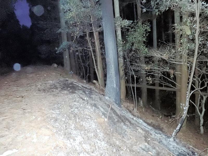 ベトナム人男性の遺体が見つかった現場。道路脇斜面の樹木が焼け焦げていた＝２０２４年２月、大多喜町大田代