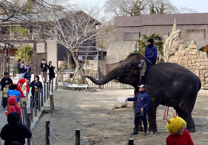 市原ぞうの国で節分イベント　長い鼻で豪快に豆まき　闇バイトの「鬼」退治