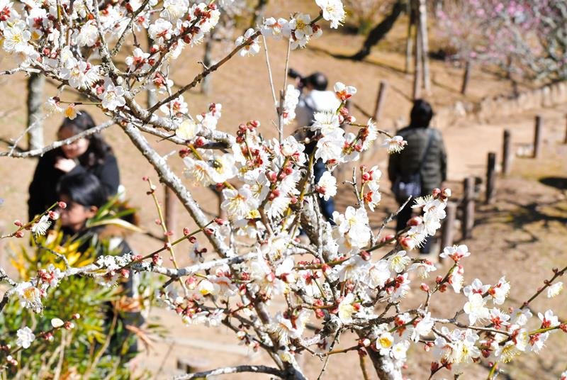 春の訪れ告ぐ梅見頃　演奏や野点との競演も　成田山公園３月２日まで