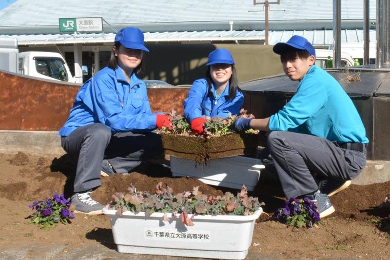 駅ロータリーの花壇で菜の花の株を植え替える大原高生＝２６日、いすみ市

