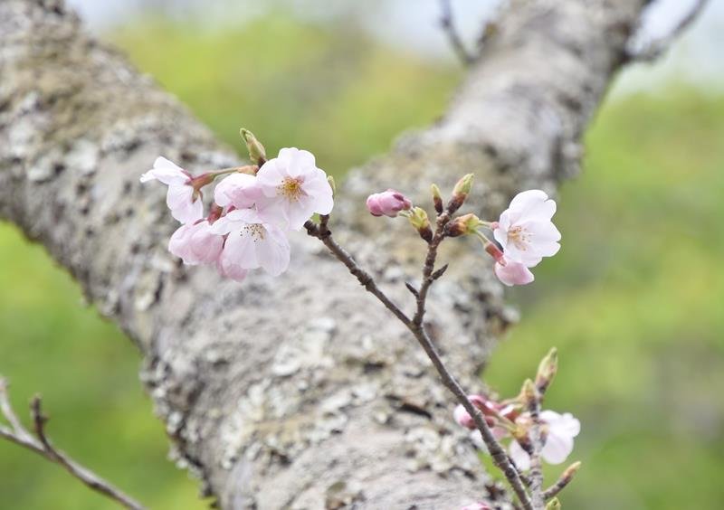 開花が宣言された城山公園の桜＝２４日、館山市