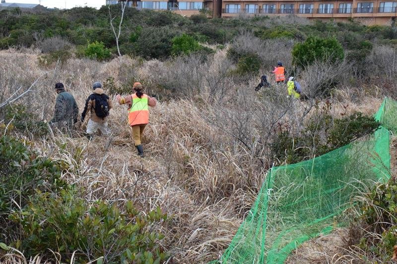 柵で囲ったやぶの中を進み、キョンを追い込む参加者＝３月８日、一宮町
