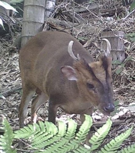 キョン捕獲へ試行錯誤　千葉県南部繁殖拡大８万６０００頭　“前線”一宮で追い込み試験
