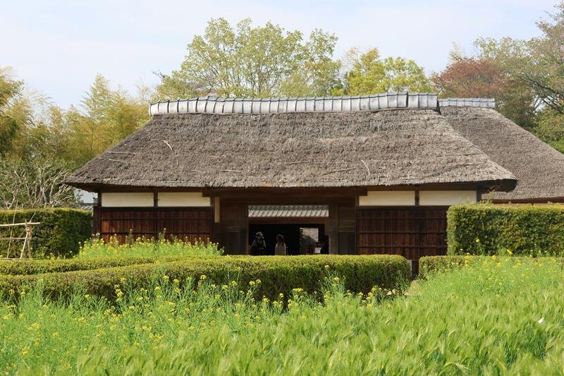 畑越しに見る「上総の農家」。前の畑には江戸野菜が植えられている＝４月、栄町の県立房総のむら
