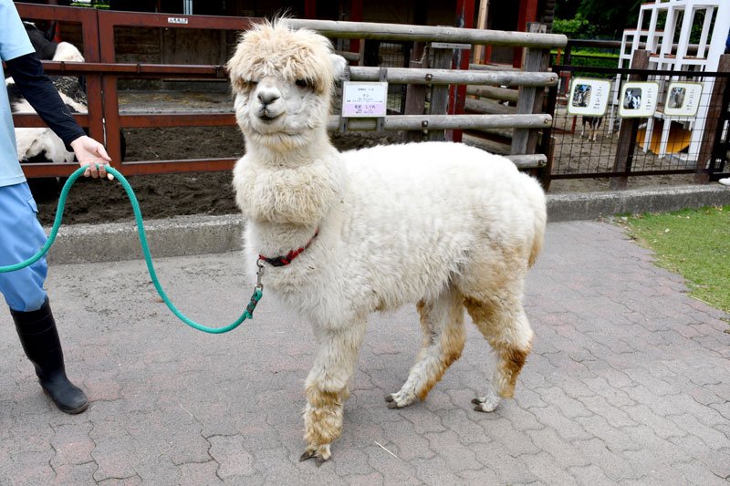 スッキリ！夏の装い　市川市動植物園　アルパカ毛刈り