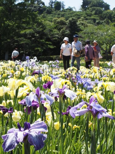 見頃を迎え、色とりどりに咲くハナショウブ＝５日、袖ケ浦市
