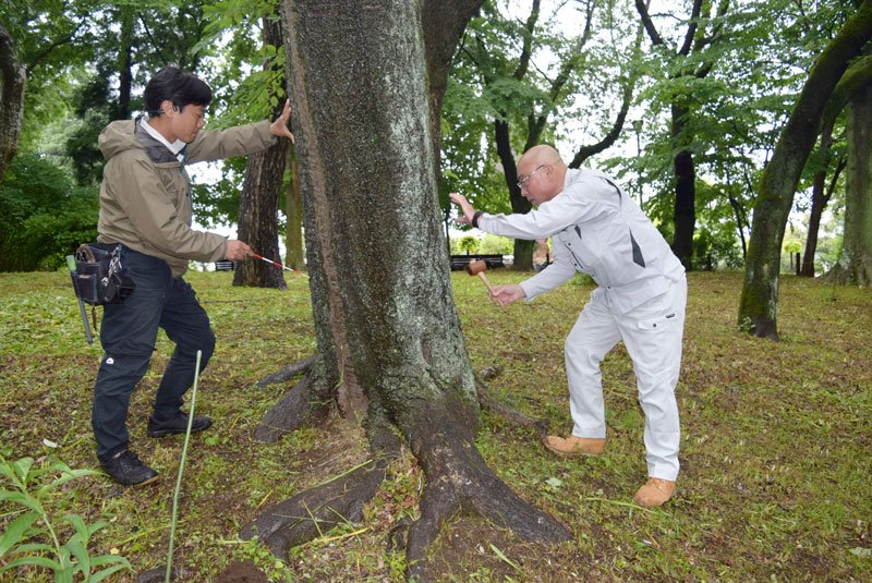 桜危機、早期駆除訴え　幼虫寄生で枯死恐れ　外来生物「クビアカツヤカミキリ」千葉県内初確認