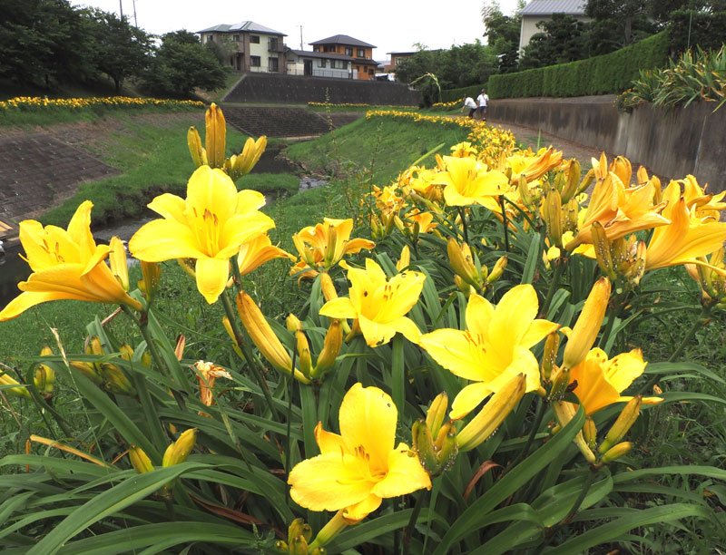 宮下川沿いを鮮やかに彩るニッコウキスゲ＝１８日、君津市