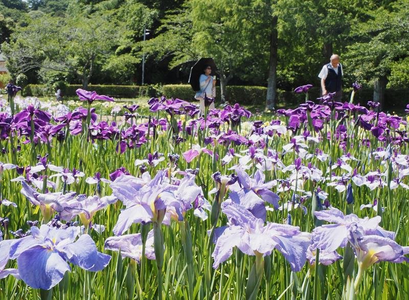 紫、白、黄…色とりどり　８日まで「花菖蒲まつり」　袖ケ浦公園