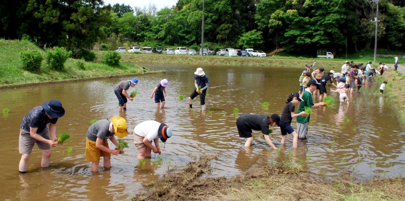 佐々木さんは同じ地区の農家と田植え体験会も開催している＝５月、千葉市若葉区